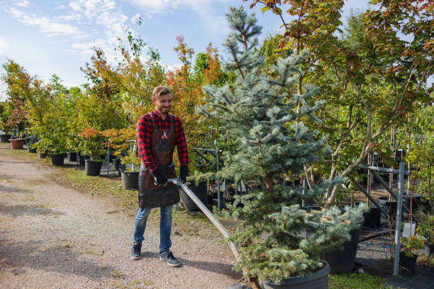 Best Tree Health Inspection  in West Yellowstone, MT